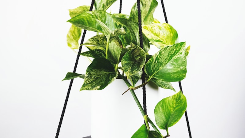 世界杯球迷广场盛况 - 各国球迷欢聚一堂